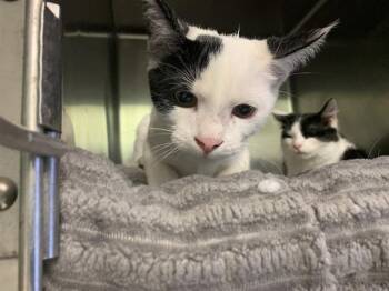 Domestic Short Hair Cats Available for Adoption - JACKS | PetCurious
