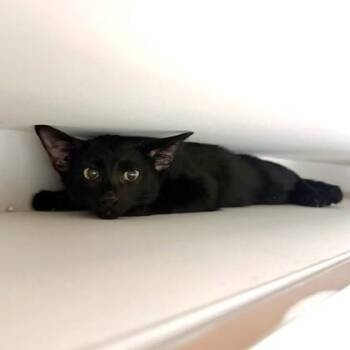 Domestic Short Hair Cats Available for Adoption - Zakat | PetCurious