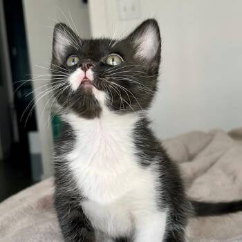 Domestic Short Hair Cats Available for Adoption in Brownsboro, Alabama - Piano | PetCurious