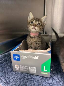 MAY -  Domestic Short Hair Cat for Adoption in Dallas, Texas - MAY | PetCurious