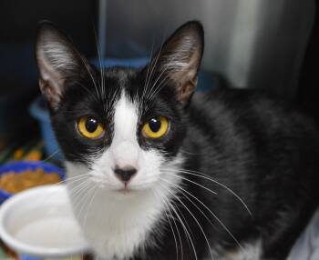 Chelsea -  Domestic Short Hair Cat for Adoption - Chelsea | PetCurious