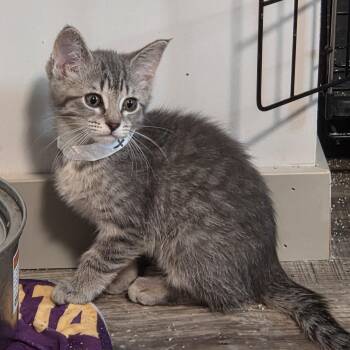 Tabby Cats Available for Adoption in Minneapolis, Minnesota - Gimlet | PetCurious