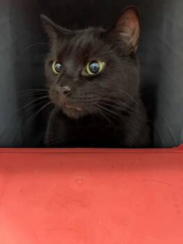 Rescue Domestic Short Hair Cats for Adoption in Rustburg, Virginia - Muffin - At Shelter | PetCurious