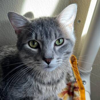 Domestic Short Hair Cats Available for Adoption - Leonardo | PetCurious