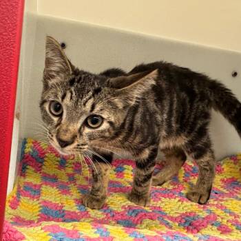 Swindler -  Domestic Short Hair Cat for Adoption in Edwardsville, Illinois - Swindler | PetCurious