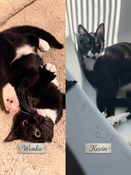 Wonka & Kevin -  American Shorthair Cat for Adoption in Charlotte, North Carolina - Wonka & Kevin | PetCurious