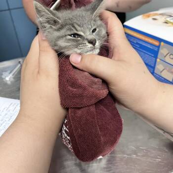 Ampersand& -  Domestic Short Hair Cat for Adoption in Charleston, West Virginia - Ampersand& | PetCurious