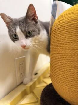 Big Boy/Simba -  Domestic Short Hair Cat for Adoption in St. Cloud, Florida - Big Boy/Simba | PetCurious