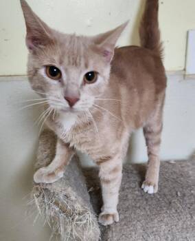 Domestic Short Hair Cats Available for Adoption in Walnutport, Pennsylvania - Alpine | PetCurious