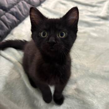 Edward -  Domestic Short Hair Cat for Adoption in Puslinch, Ontario - Edward | PetCurious
