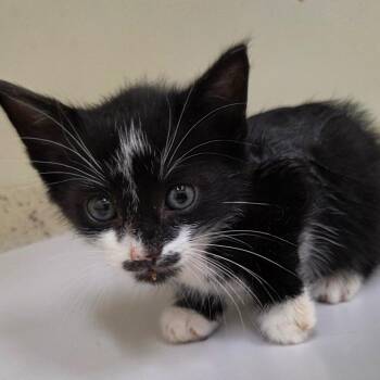 Coriolanus -  Domestic Short Hair Cat for Adoption in Auburn, Alabama - Coriolanus | PetCurious