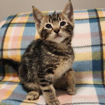 CYPRESS -  Domestic Short Hair Cat for Adoption in Graham, Washington - CYPRESS | PetCurious