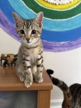 Link -  Domestic Short Hair Cat for Adoption in Cleveland, Ohio - Link | PetCurious