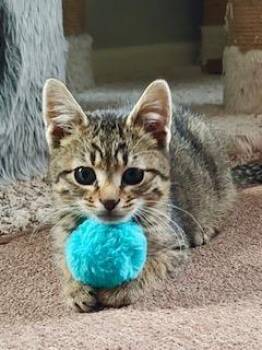 Rescue Domestic Short Hair Cats for Adoption in Pasco, Washington - Hubbard | PetCurious