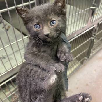 Rescue Domestic Short Hair Cats for Adoption in Salt Lake City, Utah - Lilo | PetCurious