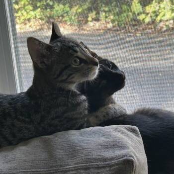 Ethel -  Domestic Short Hair Cat for Adoption in Skokie, Illinois - Ethel | PetCurious