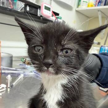 LILY KITTEN3 -  Domestic Short Hair Cat for Adoption in Richmond, California - LILY KITTEN3 | PetCurious