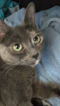 Rosemary -  Domestic Short Hair Cat for Adoption in Brandon, Florida - Rosemary | PetCurious