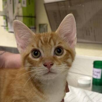Hector Barbossa -  Domestic Short Hair Cat for Adoption in Asheville, North Carolina - Hector Barbossa | PetCurious