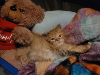 Rescue Domestic Long Hair Cats for Adoption in Livonia, Michigan - Flip Flop | PetCurious