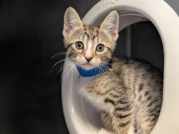 A887010 -  Domestic Short Hair Cat for Adoption in Camarillo, California - A887010 | PetCurious