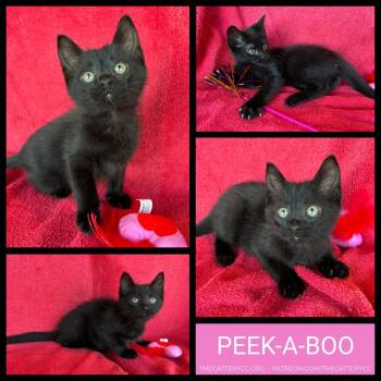 Domestic Short Hair Cats Available for Adoption - Peek-a-Boo (Boo) | PetCurious