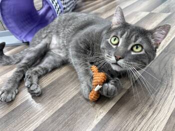Axel - CHOW HOUND -  Tabby Cat for Adoption in Grand Rapids, Michigan - Axel - CHOW HOUND | PetCurious