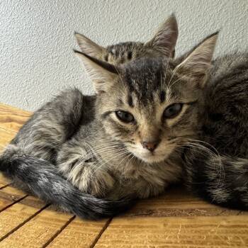 Rescue Domestic Short Hair Cats for Adoption in Buellton, California - Rolo | PetCurious