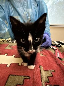 Garruk -  Domestic Short Hair Cat for Adoption in Raleigh, North Carolina - Garruk | PetCurious