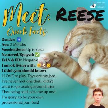 Reese -  Tiger Cat for Adoption in Fulton, New York - Reese | PetCurious