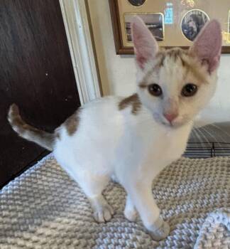 Oatmeal -  Domestic Short Hair Cat for Adoption in Pottstown, Pennsylvania - Oatmeal | PetCurious