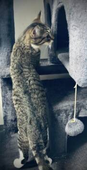 Domestic Short Hair Cats Available for Adoption in Jackson, Georgia - Wasabi | PetCurious