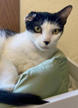 Baby Kitty -  Domestic Short Hair Cat for Adoption in Fargo, North Dakota - Baby Kitty | PetCurious