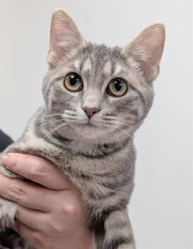 Domestic Short Hair Cats Available for Adoption in Canfield, Ohio - CHEESE | PetCurious