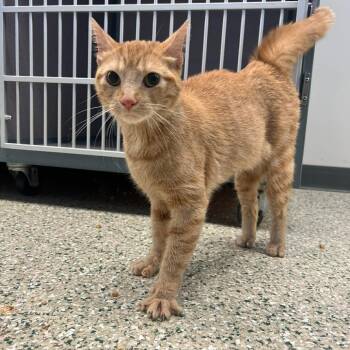 Ruby -  Domestic Short Hair Cat for Adoption in Cedar Rapids, Iowa - Ruby | PetCurious