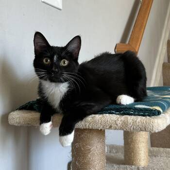 Domestic Short Hair Cats Available for Adoption - Benny | PetCurious