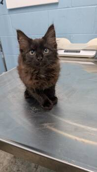 Gustavo -  Domestic Medium Hair Cat for Adoption in Evansville, Indiana - Gustavo | PetCurious