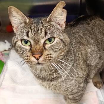 Chunky Monkey -  Domestic Short Hair Cat for Adoption in Galveston, Texas - Chunky Monkey | PetCurious
