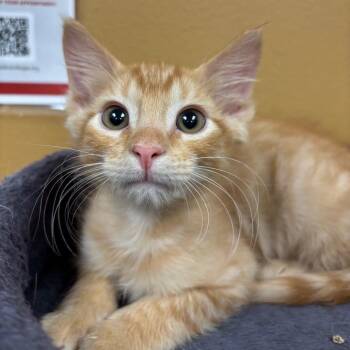 Lemonade 53833 -  Domestic Short Hair Cat for Adoption in Las Vegas, Nevada - Lemonade 53833 | PetCurious