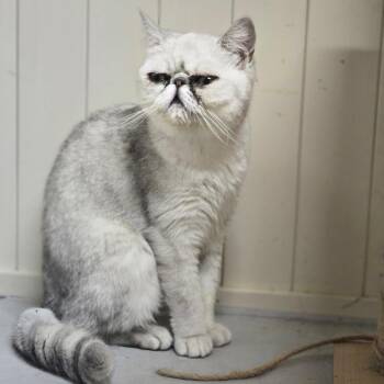 Ballerina -  Exotic Shorthair Cat for Adoption in Huntsville, Alabama - Ballerina | PetCurious