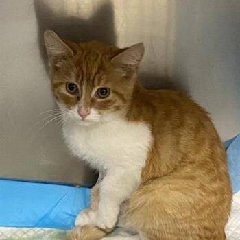 Domestic Short Hair Cats Available for Adoption - Zayden | PetCurious