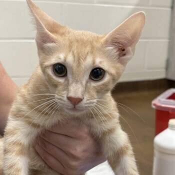 Chester -  Domestic Short Hair Cat for Adoption in Beaumont, Texas - Chester | PetCurious