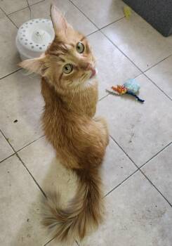Domestic Long Hair Cats Available for Adoption - Goku | PetCurious