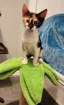 Oxi Clean -  American Shorthair Cat for Adoption in St. Petersburg, Florida - Oxi Clean | PetCurious