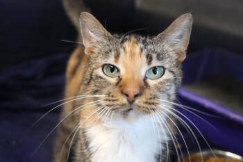 Domestic Short Hair Cats Available for Adoption - Meatball | PetCurious