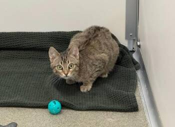 BUGZ -  Domestic Short Hair Cat for Adoption in Omaha, Nebraska - BUGZ | PetCurious