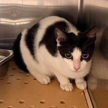 Domestic Short Hair Cats Available for Adoption in Edinburg, Texas - Lee | PetCurious