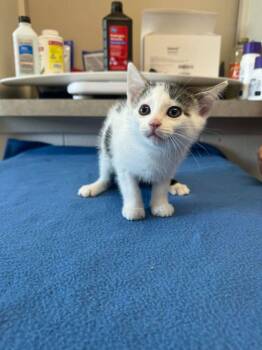 Marshmallow -  Domestic Short Hair Cat for Adoption in Marion, Ohio - Marshmallow | PetCurious