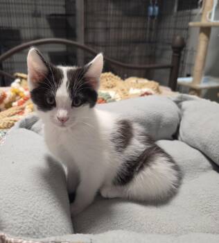 Yogi -  Domestic Short Hair Cat for Adoption in Minneapolis, Minnesota - Yogi | PetCurious