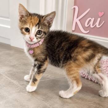 Kai -  Domestic Short Hair Cat for Adoption in Inman, South Carolina - Kai | PetCurious